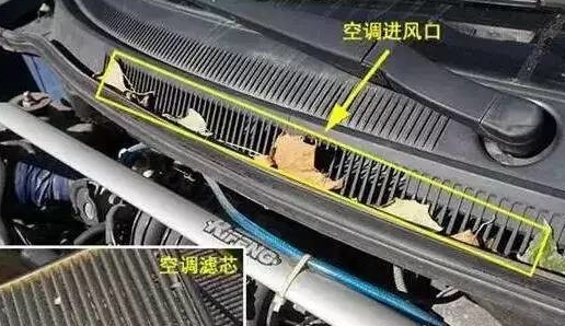 你知道吗?一片落叶很可能毁掉您的爱车