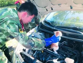 天冷了 开车前一定要先拍拍车前盖否则后悔